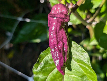 Pepper, Purple Peach Ghost