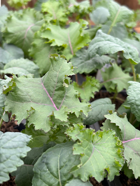 Kale Diversity Mix 6pk