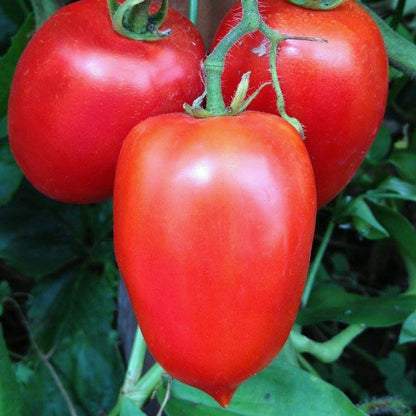 Tomato, San Marzano