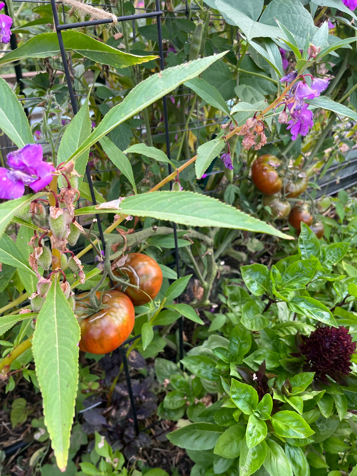 Tomato, Paul Robeson