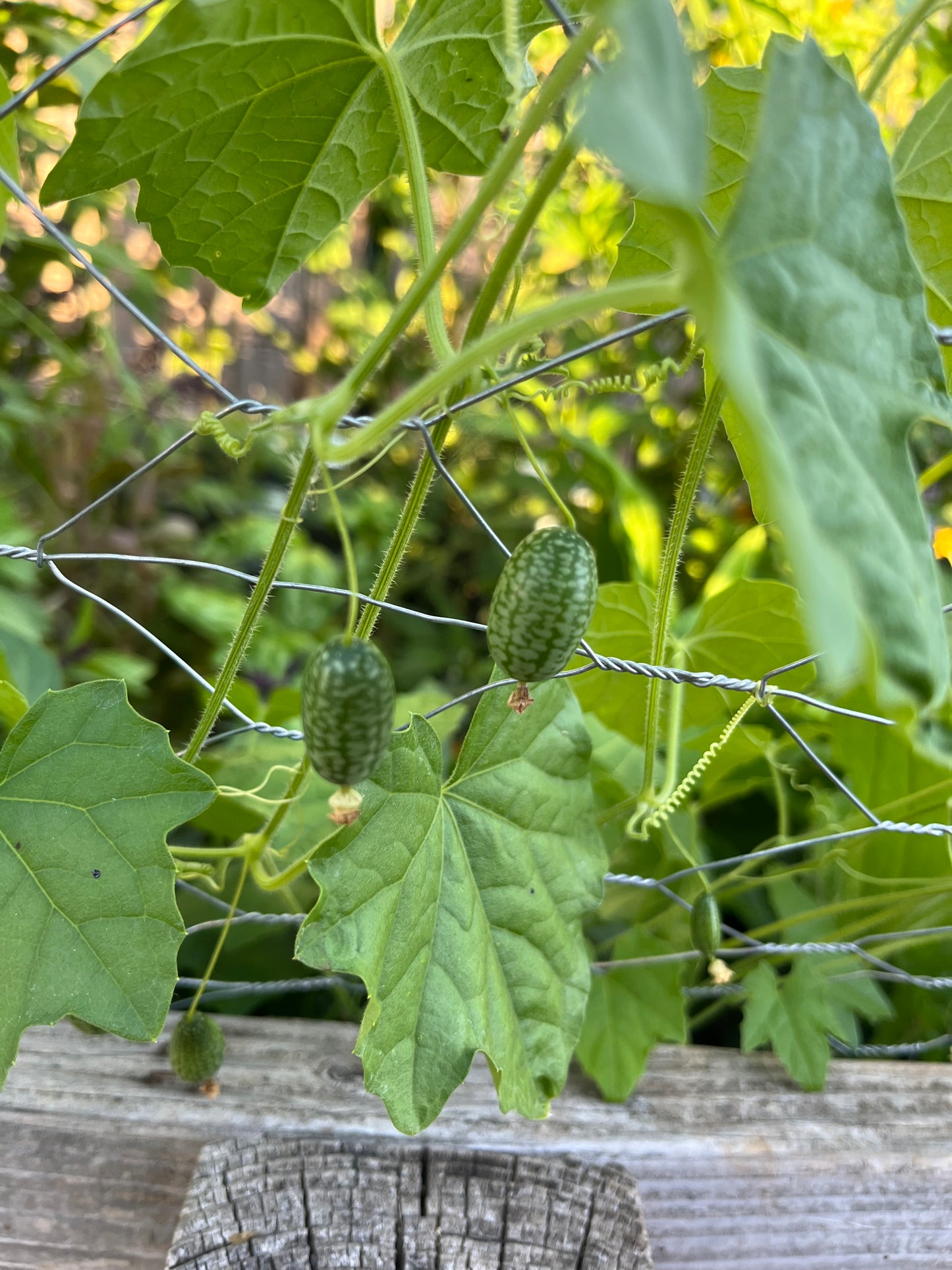 Cucamelon