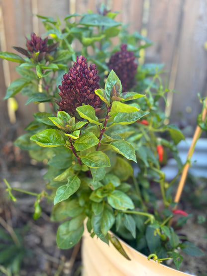 Basil, Cardinal