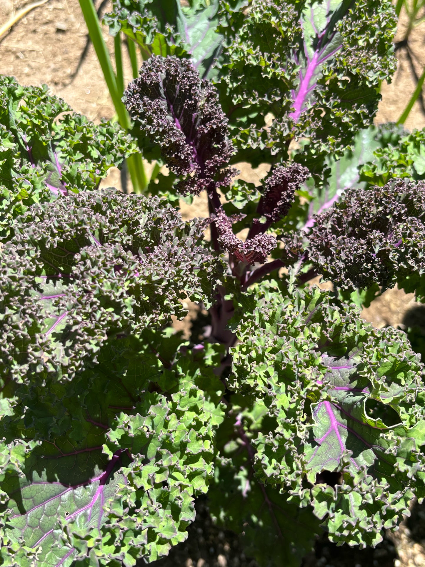 Kale, Baltic Red