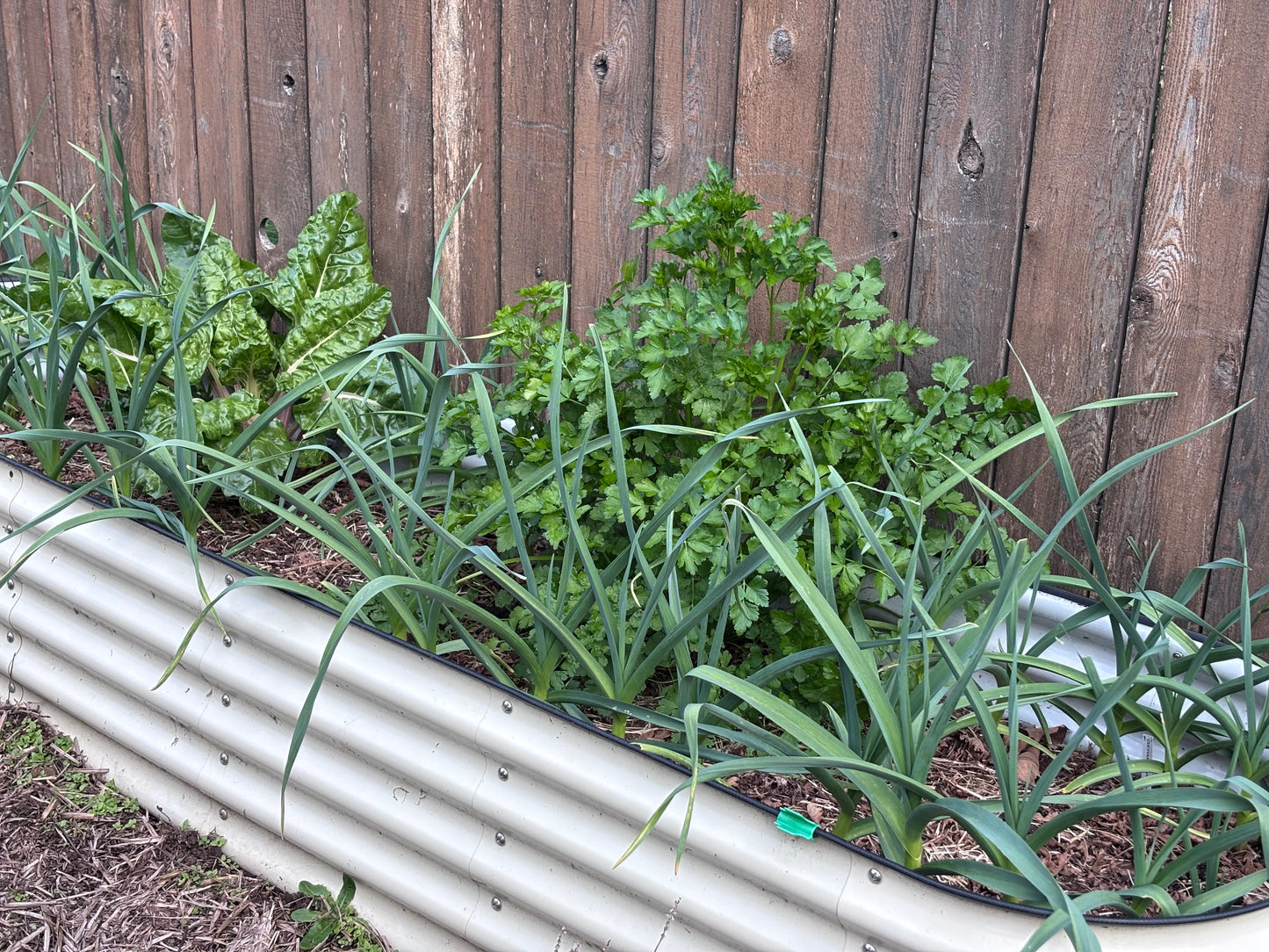 Parsley, Einfache Schnitt
