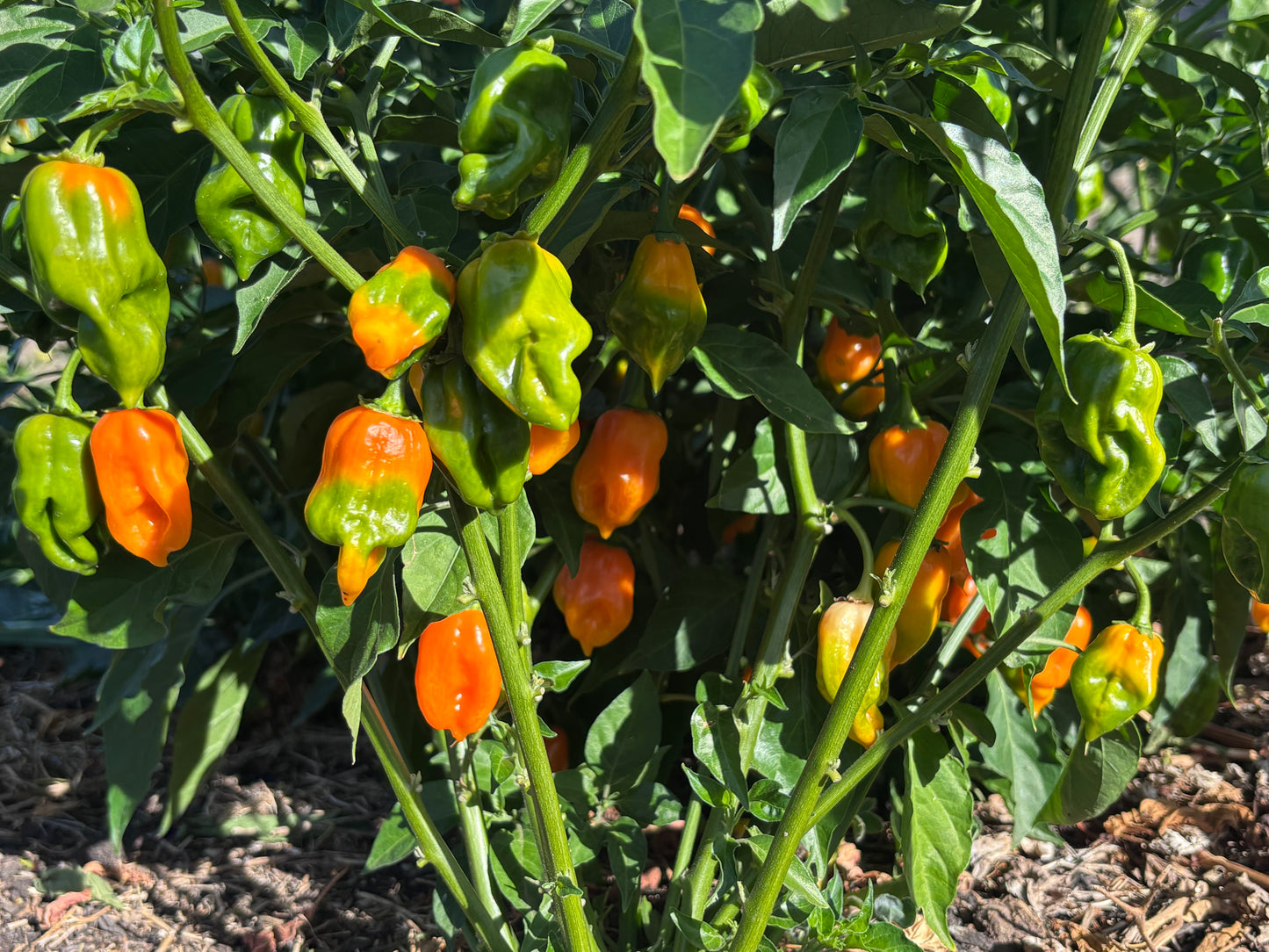 Pepper, Magnum Habanero