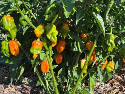 Pepper, Magnum Habanero