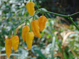 Hot Pepper, Yellow Ghost