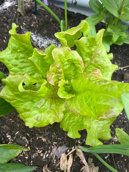 Lettuce, Drunken Woman Frizzy Headed 6pk