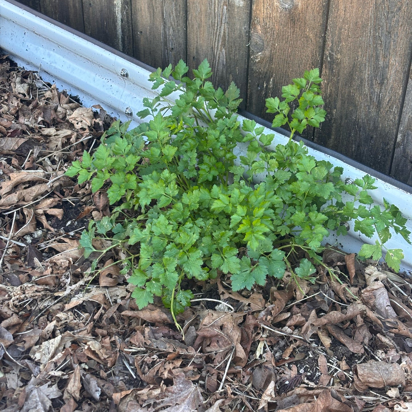 Parsley, Einfache Schnitt 3