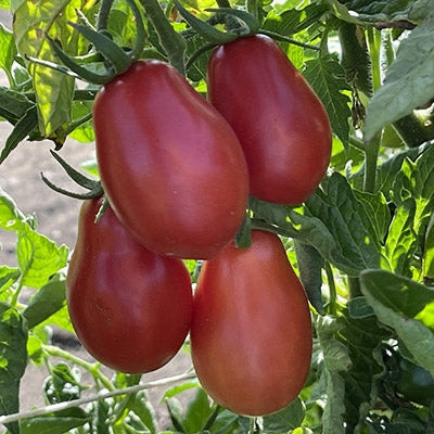 Tomato, San Marzano