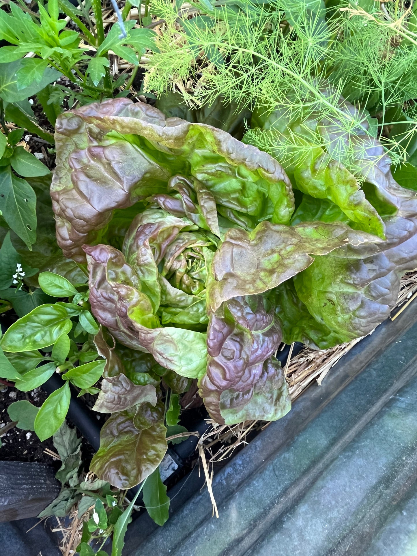 Lettuce, Marvel of Four Seasons 6pk