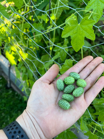 Cucamelon