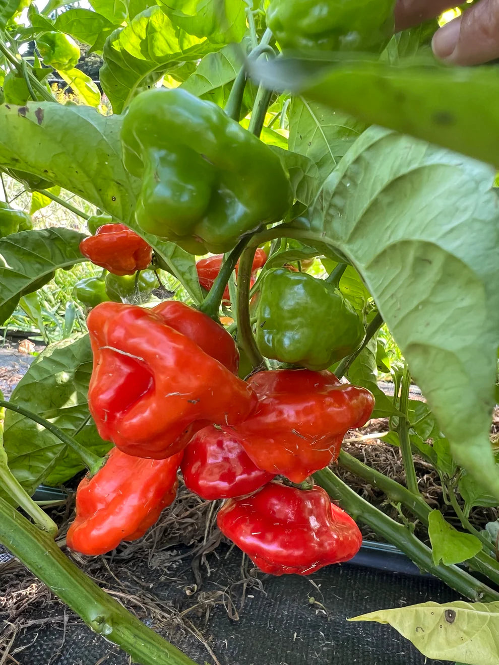 Red and green peppers growing on a plant with a hand reaching towards them.