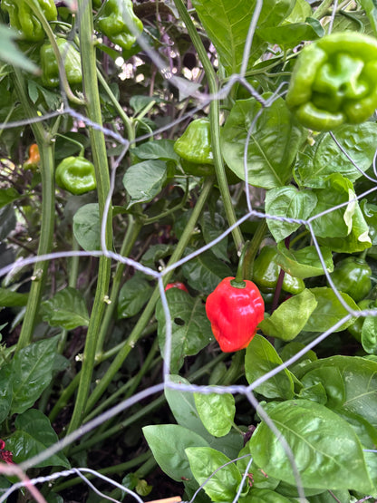 Red pepper among green peppers on a plant with a wire cage