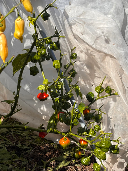 Aji Dulce pepper plant with green, red, and yellow peppers on a white background