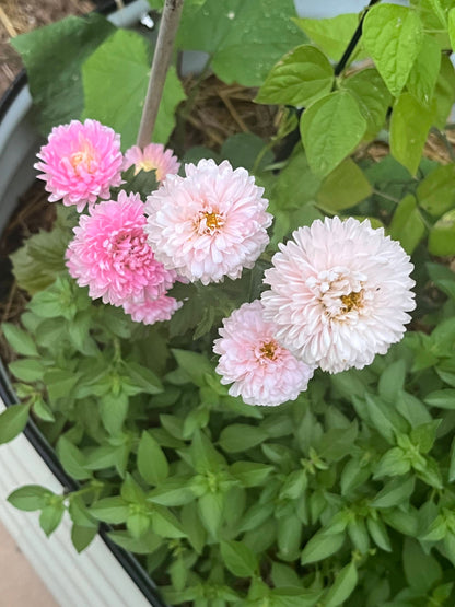 Aster, Tower Chamois