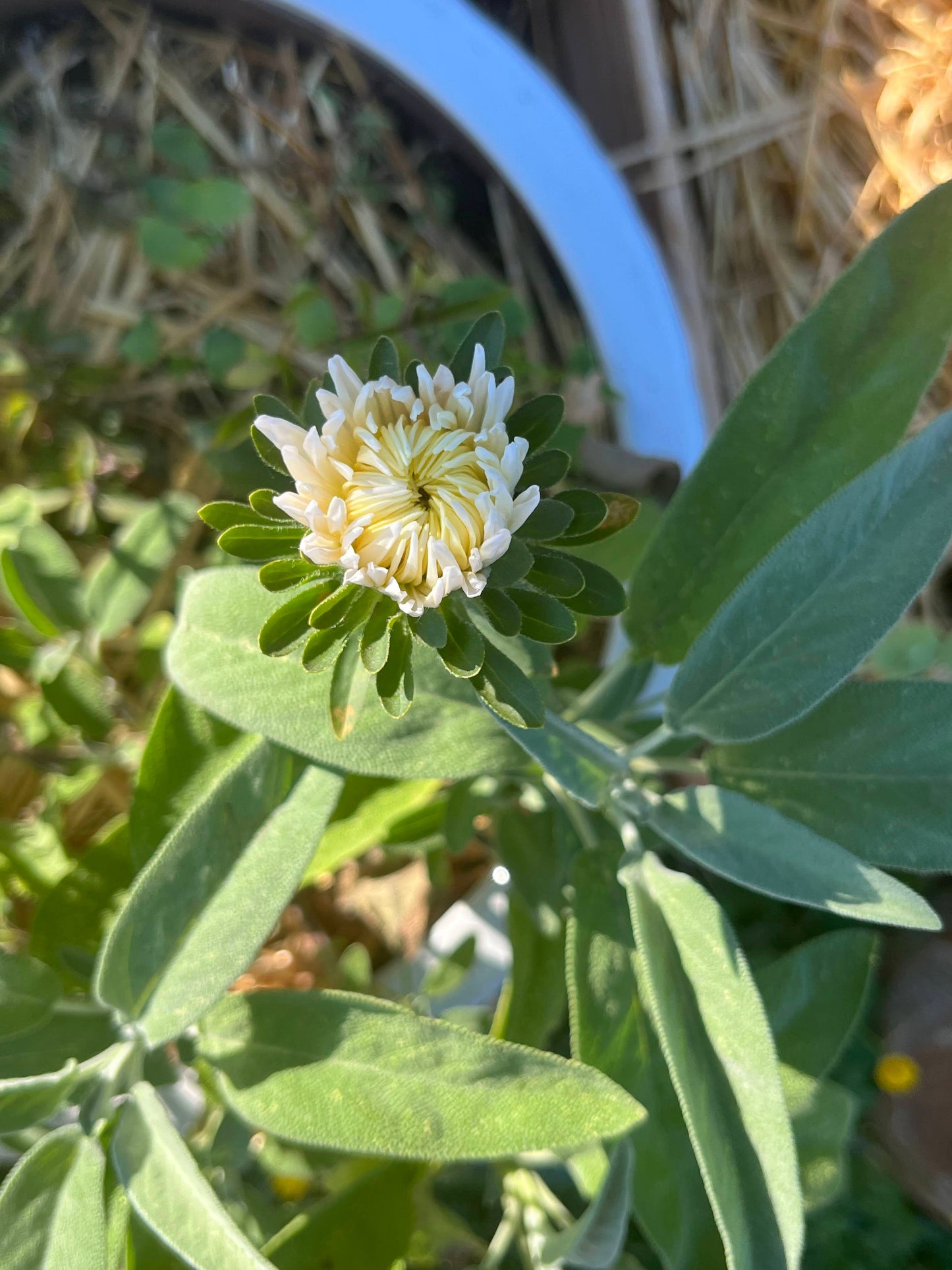 Aster, Tower Chamois