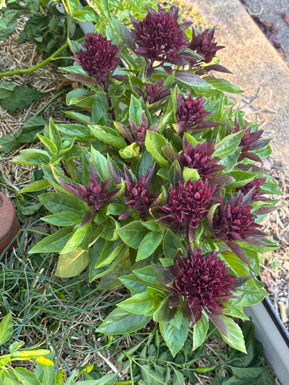 Basil, Cardinal