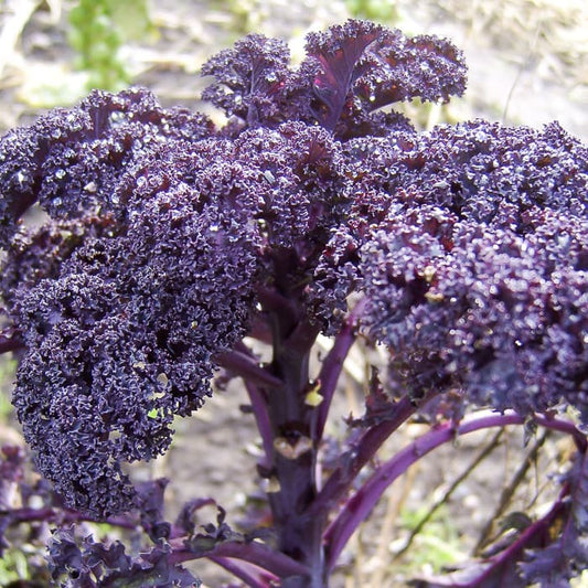 Kale, Baltic Red