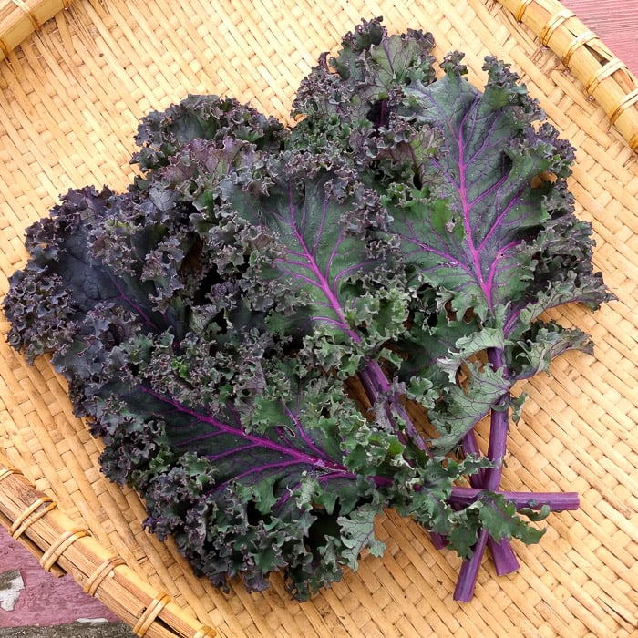 Kale, Baltic Red