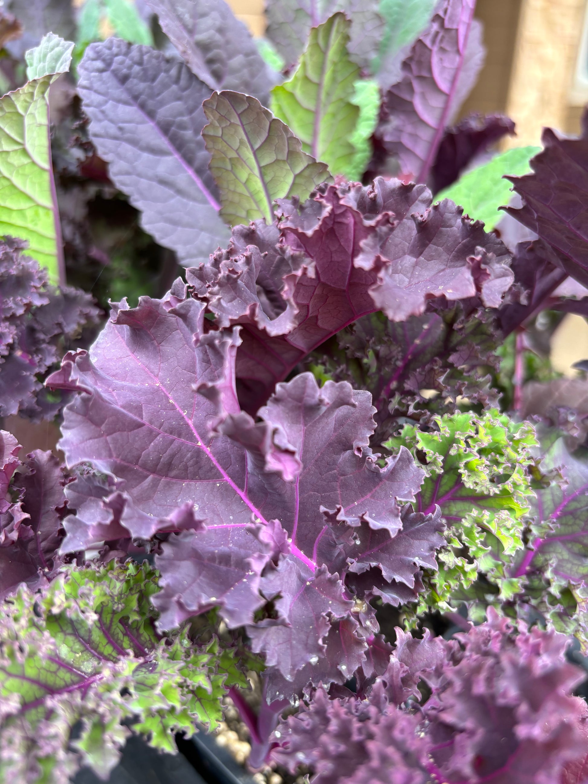 Close-up view of Baltic Red Kale leaves
