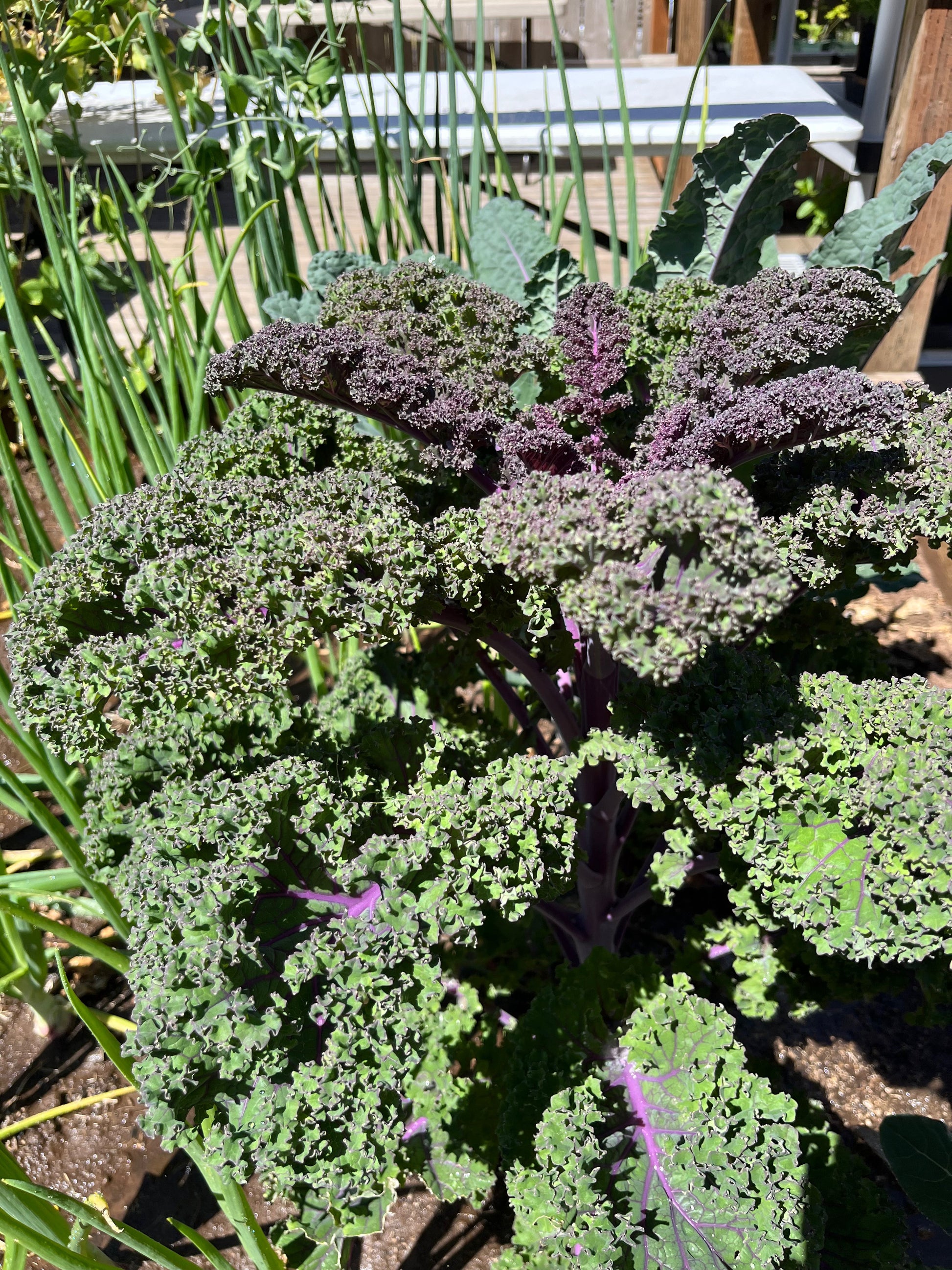 A healthy Baltic Red Kale plant with dark green leaves, purple veins, and stems, growing outdoors.
