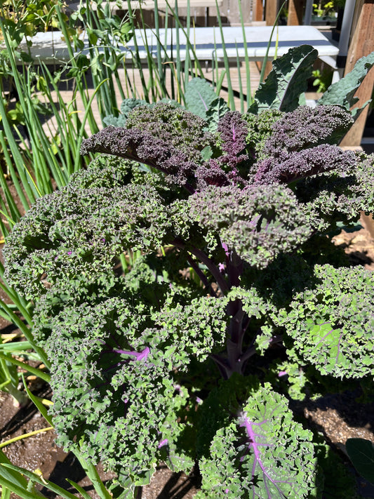 A healthy Baltic Red Kale plant with dark green leaves, purple veins, and stems, growing outdoors.