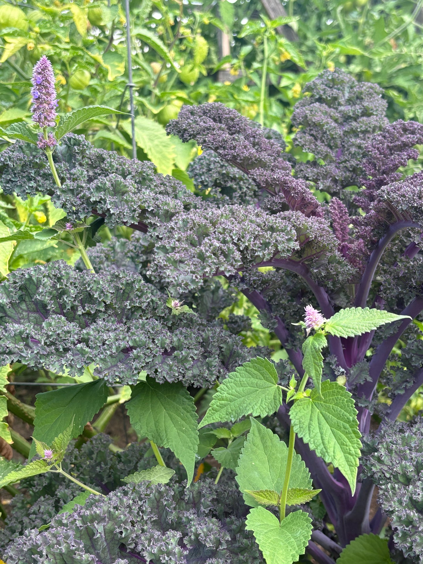 Baltic Red Kale interplanted with Anise Hyssop in a garden setting. 
