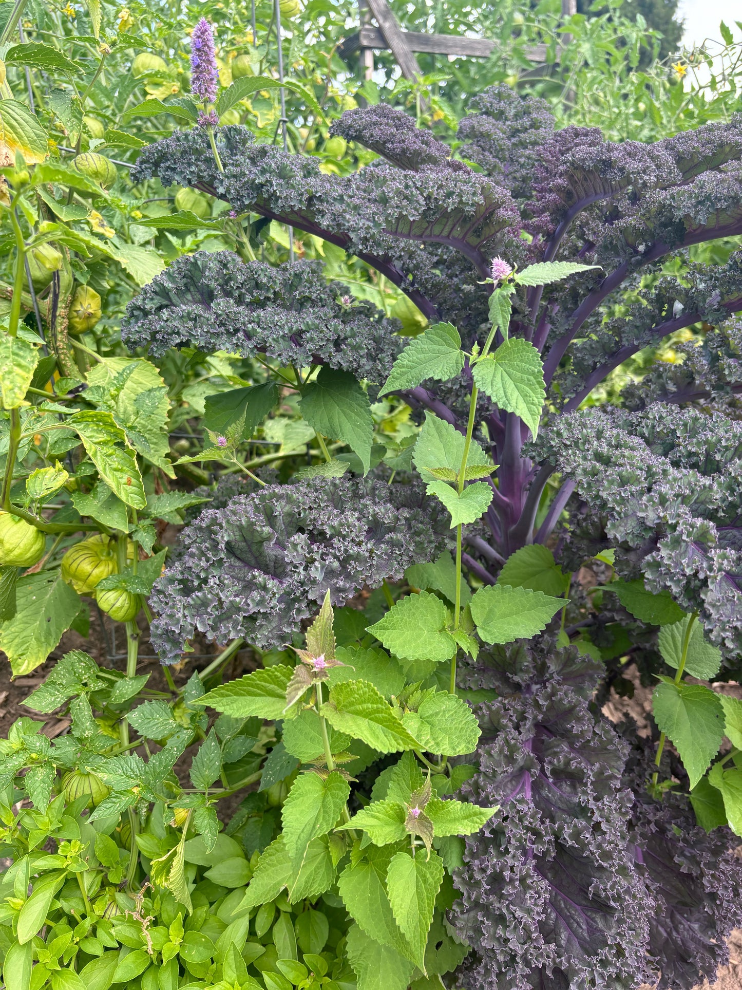 Baltic red kale interplanted with Anise Hyssop, Plaza Latina Giant Green tomatillo and Lime Basil in a garden setting.  