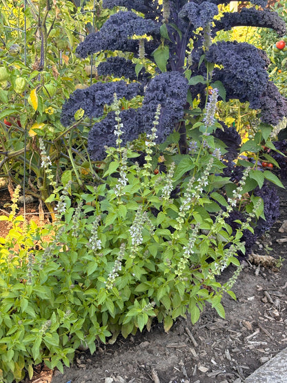 Baltic Red Kale planted in the ground next to lime basil and tomatillos in a garden setting.  