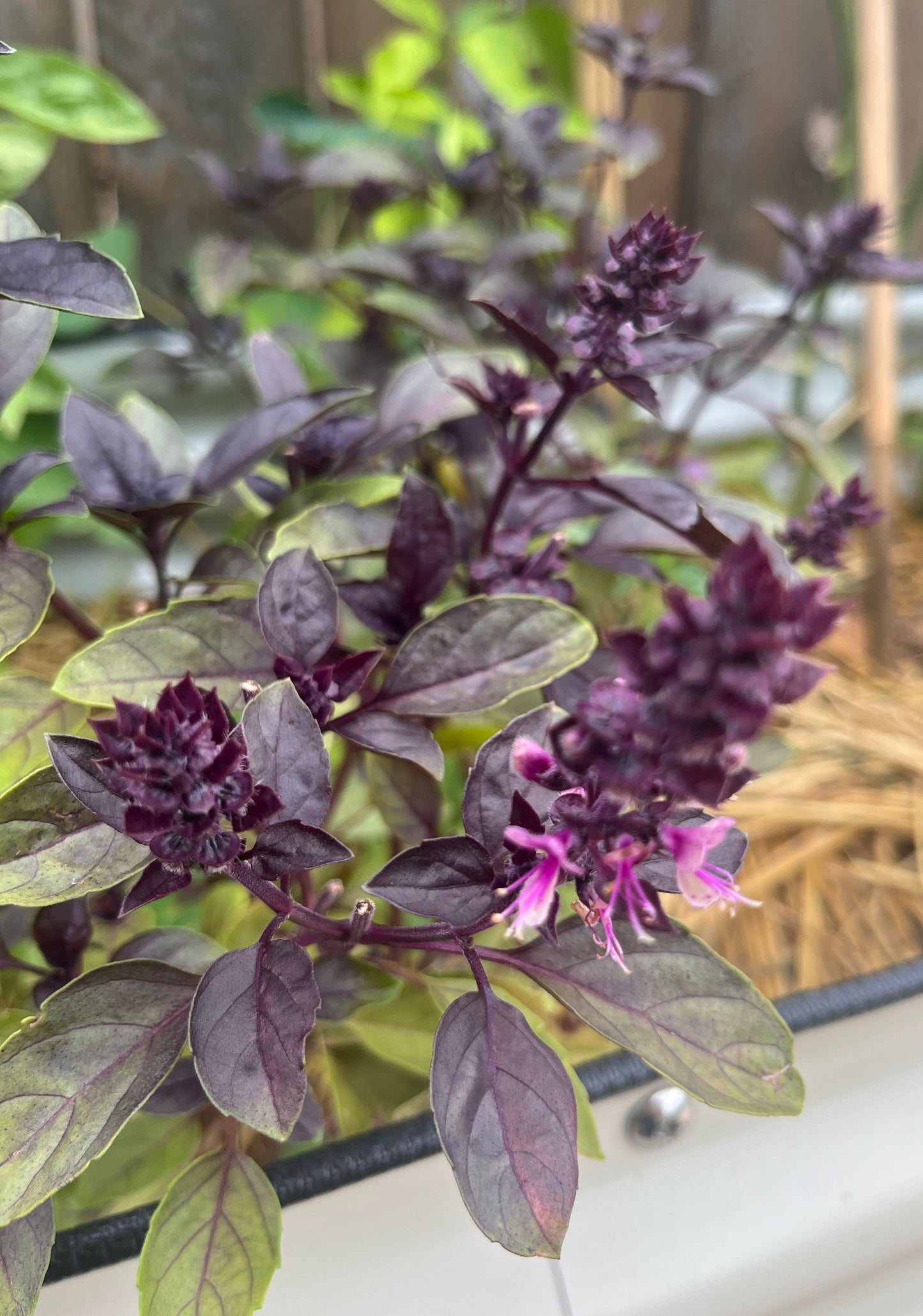 Basil, Purple