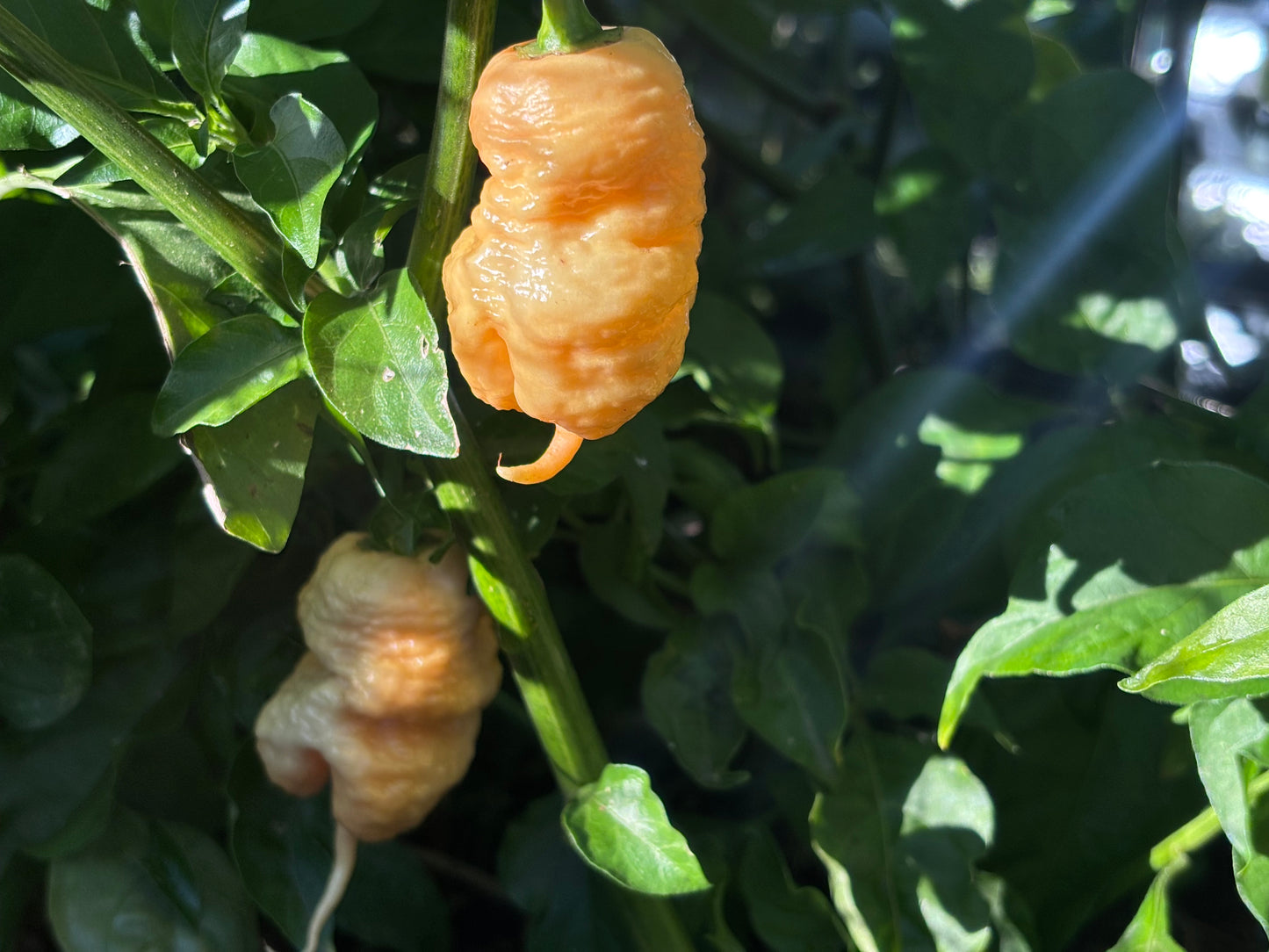 Two peach colored reaper peppers growing on a plant with green leaves.
