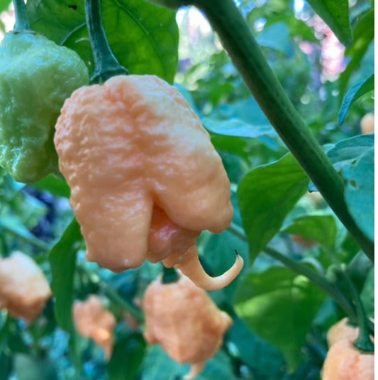 A ripe peach-colored California Reaper pepper on the vine with green leaves in the background.