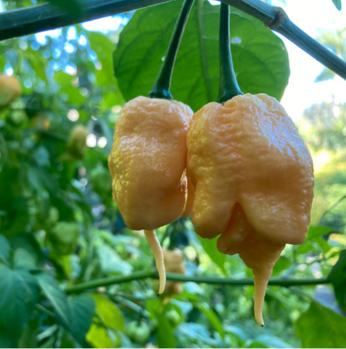 Pepper, California Reaper