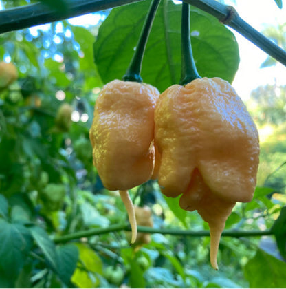 Pepper, California Reaper