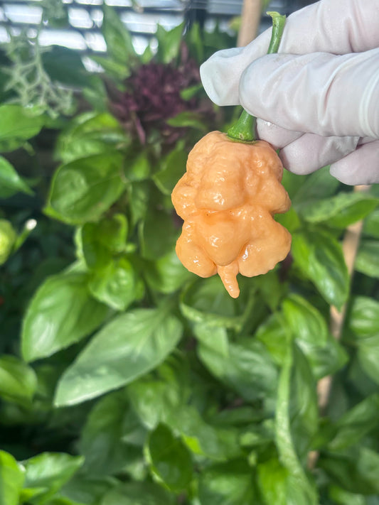 Orange reaper pepper held by a gloved hand against a green leafy background