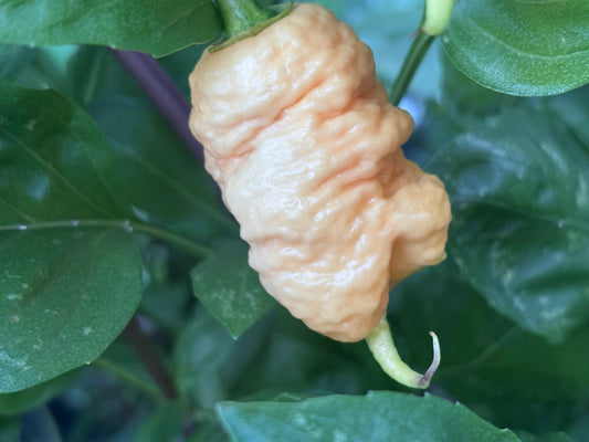 Giant peach colored California Reaper pepper on a plant with green leaves