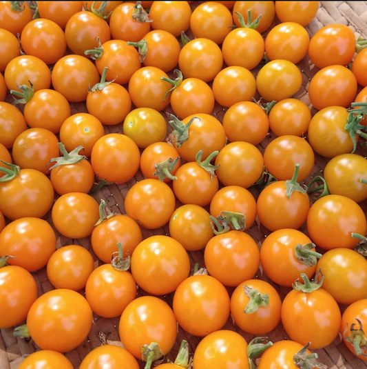 Tomato, California Sungold