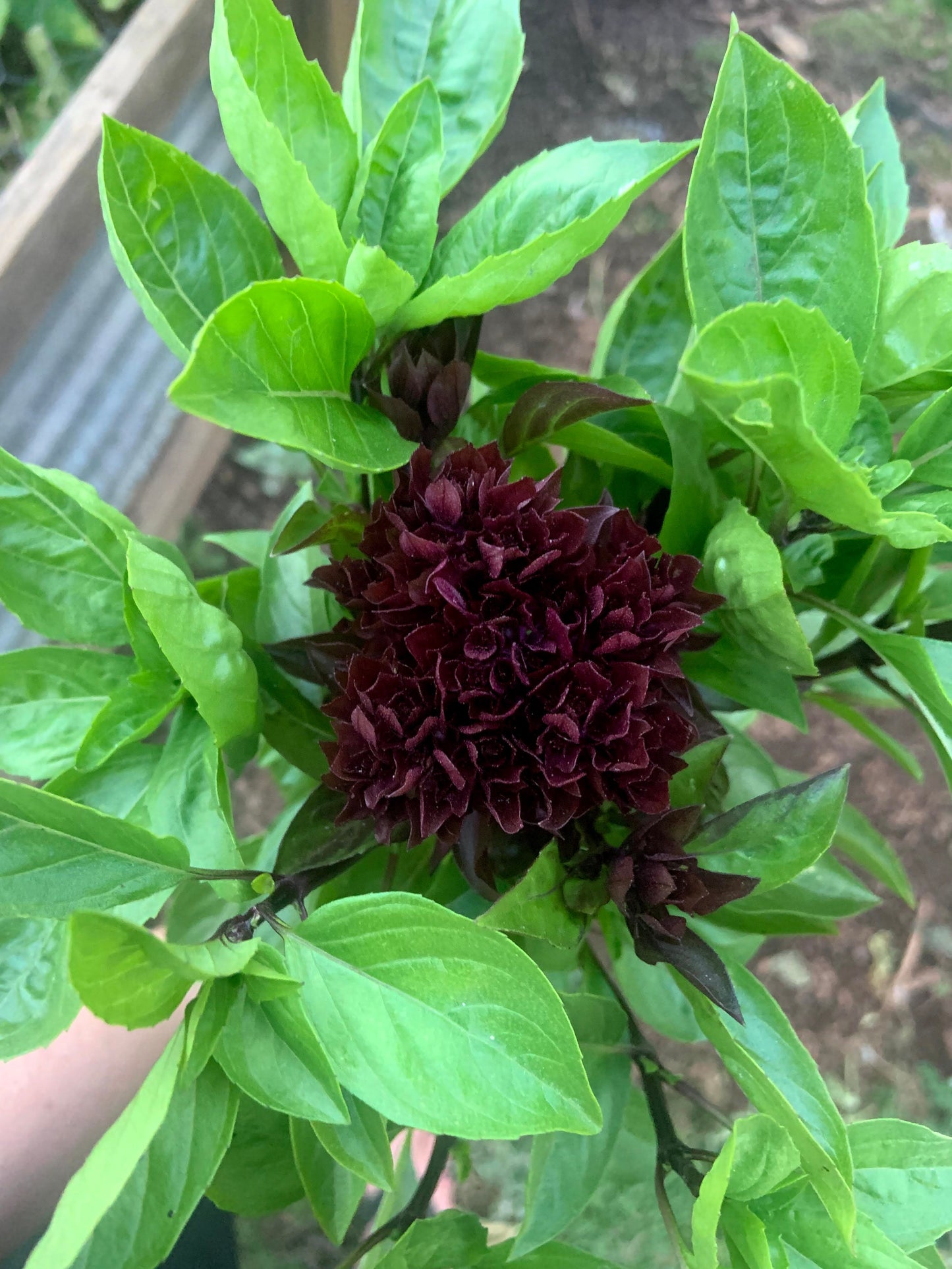 A photograph of a Cardinal Basil plant with deep burgundy stems and bright-green leaves, displaying its dark red to magenta flower clusters.