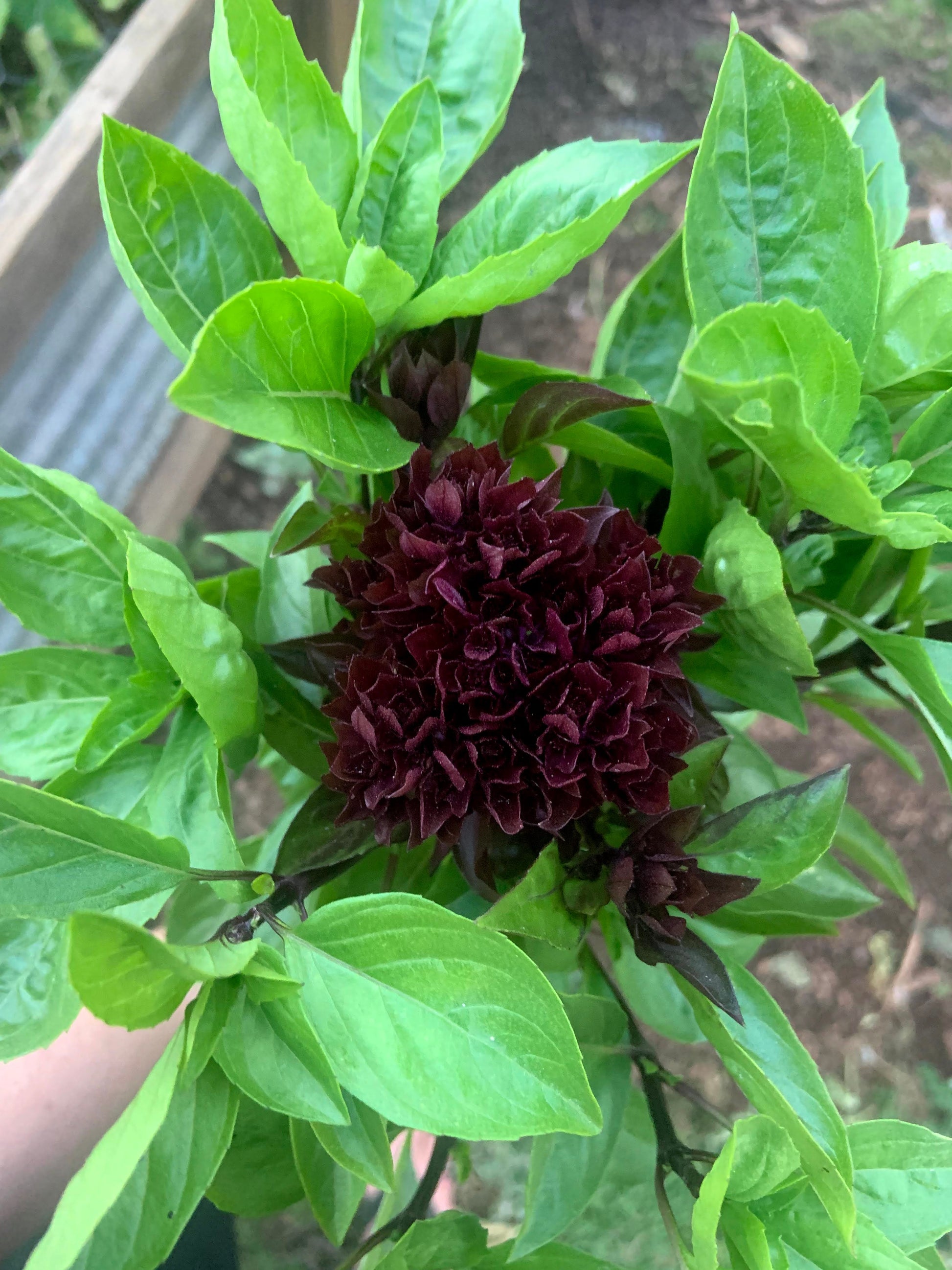 A photograph of a Cardinal Basil plant with deep burgundy stems and bright-green leaves, displaying its dark red to magenta flower clusters.