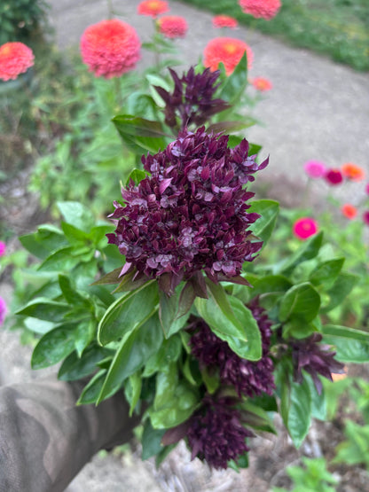Close-up of dark purple Cardinal Basil flowers with green leaves in a garden setting.