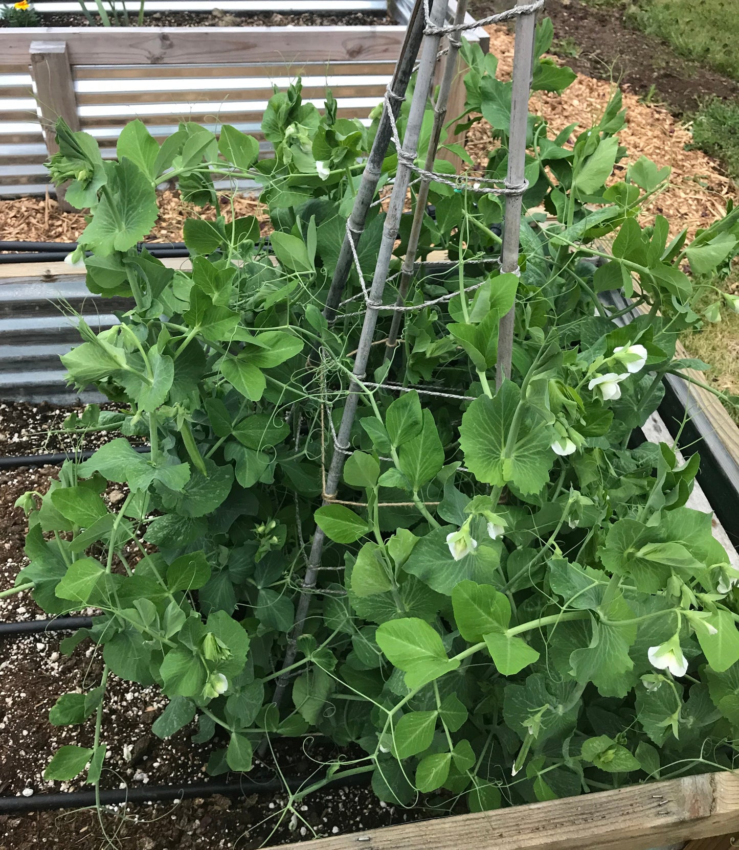 Sugar Snap Pea, Cascadia 6pk