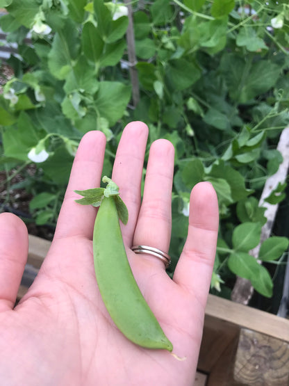 Sugar Snap Pea, Cascadia 6pk