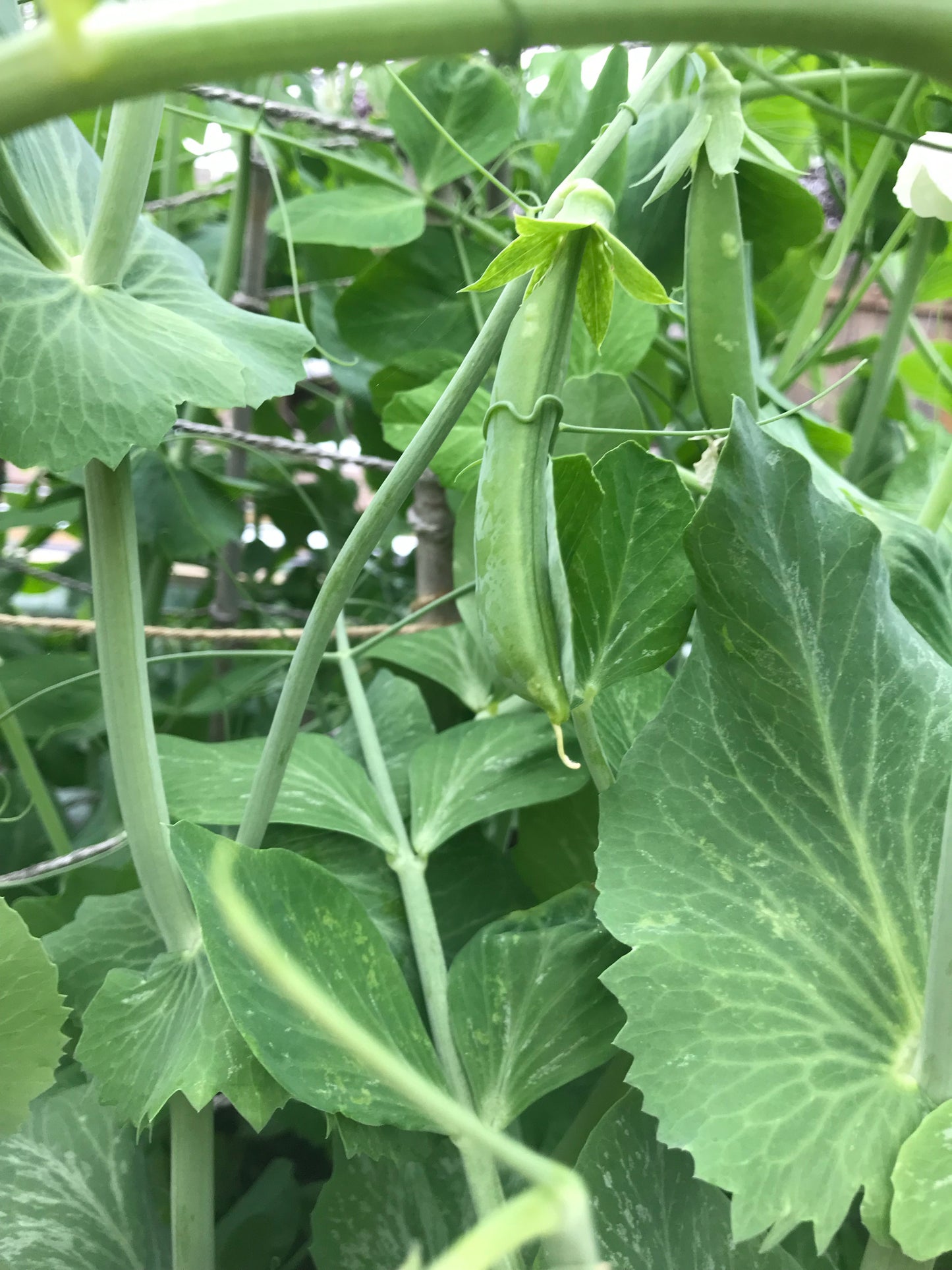 Sugar Snap Pea, Cascadia 6pk