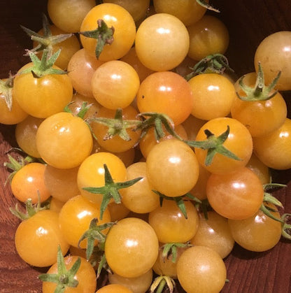 A cluster of round, pale-yellow cherry tomatoes with green stems.