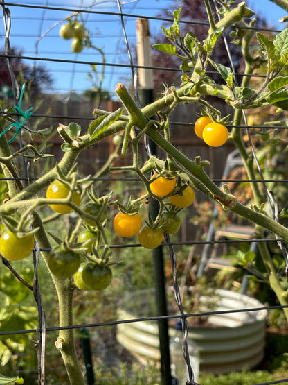 Tomato, Champagne Bubbles