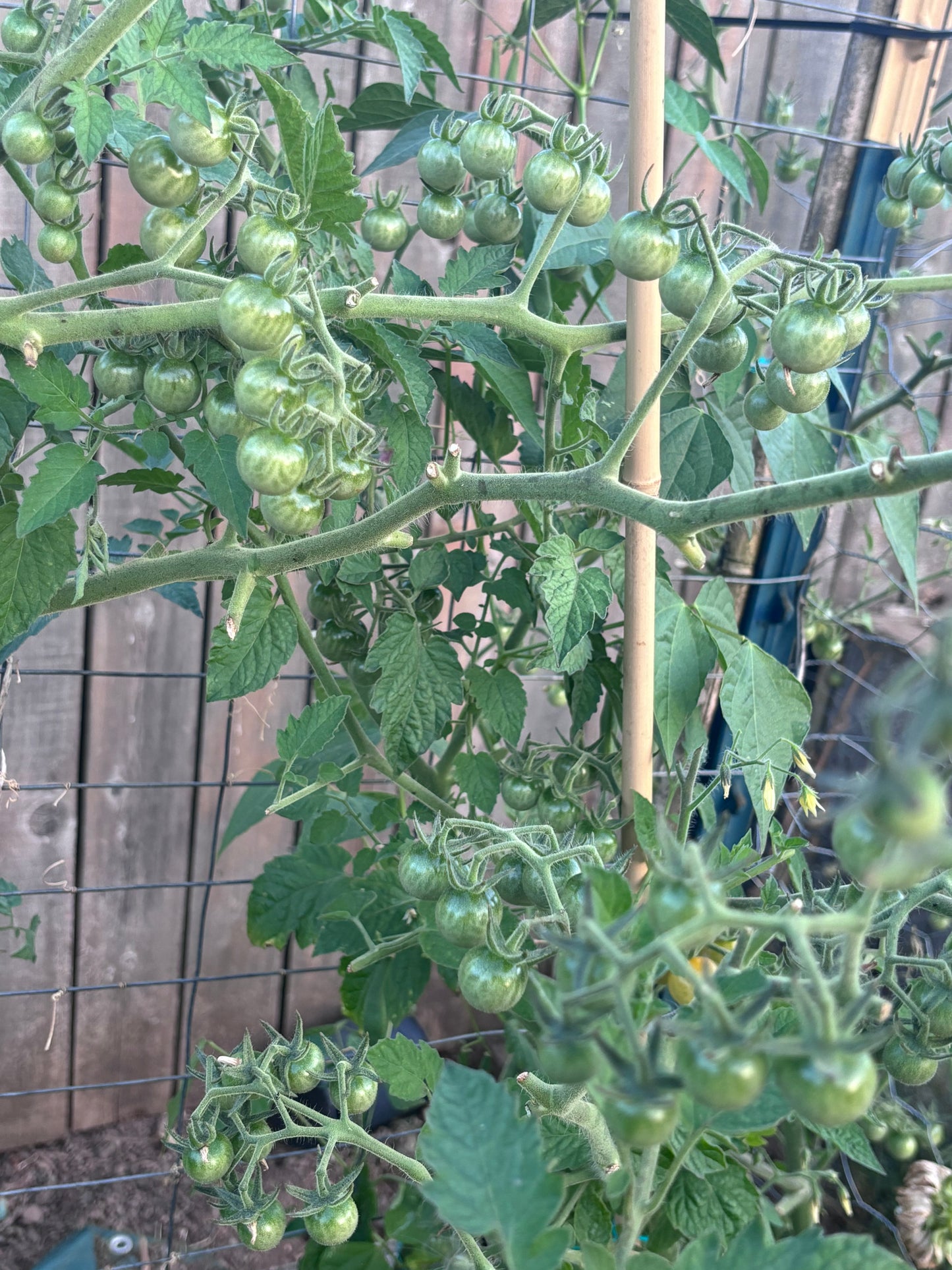 Large clusters of unripe cherry tomatoes on the vine.  