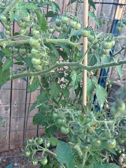 Large clusters of unripe cherry tomatoes on the vine.  