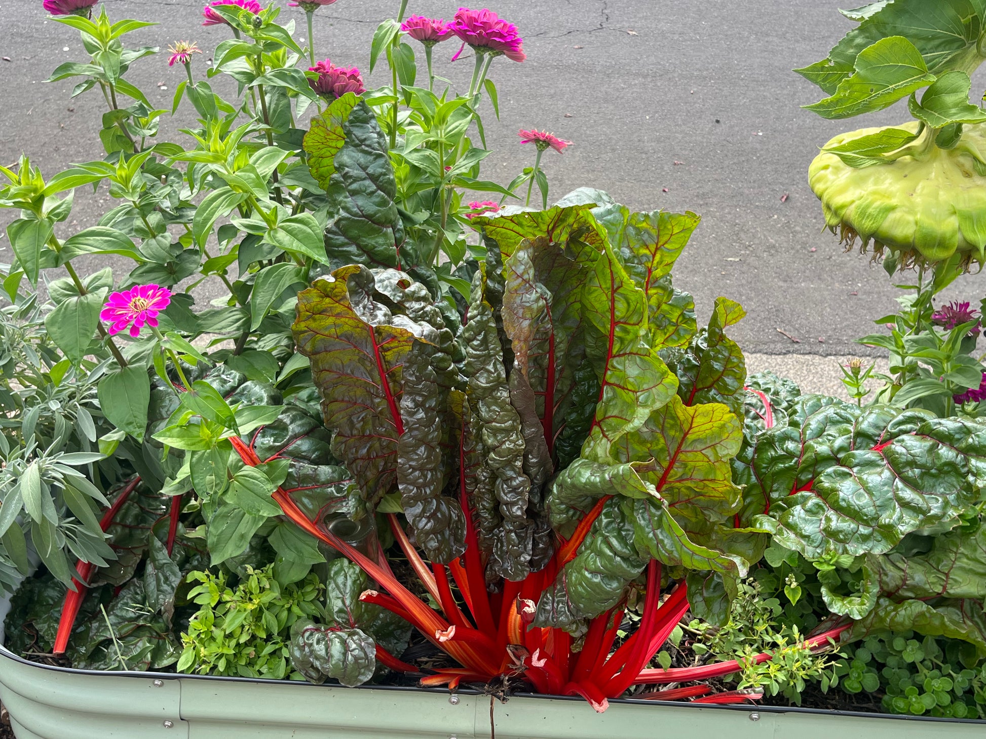 Ruby Chard in raised bed with purple zinnias, basil, cuban oregano, sage and dwarf sunflowers.