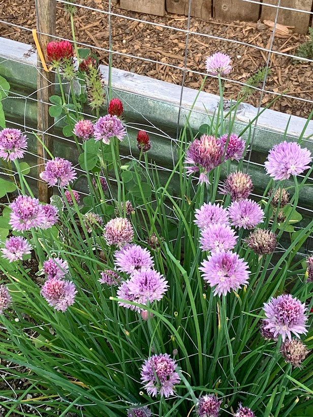 Chives, Common